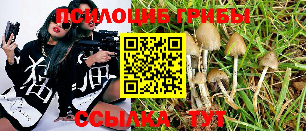 Псилоцибиновые грибы Cubensis Междуреченск